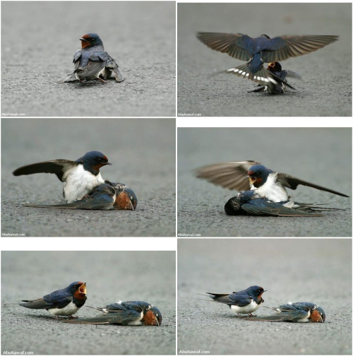 eleasha:  drspencerreid:  scabbers:echeverria:revolutions:1997:theipodguru:suyhnc: Look At This…: loyal little bird The photographs you are about to see show how a very determined male bird tries to save his female mate that has been seriously injured. Here the female bird is injured and her condition is not good. The male bird brings her food and attends to her with love and compassion. Although he tries to help her, she is too badly injured and dies. He is shocked over her death and tries desperately to bring her back to life, trying to pull her up and make her move. He finally realizes that his sweetheart has passed away and will never come back to him, and brokenhearted - he cries over his lost love. He stands by her side, calling and crying for help. He is devastated by her death. Finally realizing that she will never return to him, he stands beside her lifeless body with great sadness and sorrow, unable to leave her side.The photos of these two birds are said to have been taken in the Republic of the Ukraine. This male bird was bound and determined to save his female mate. The photographer sold these pictures for a small price to one of the most famous newspapers in France. All the copies of that newspaper were sold out on the day they published these photos.   =(