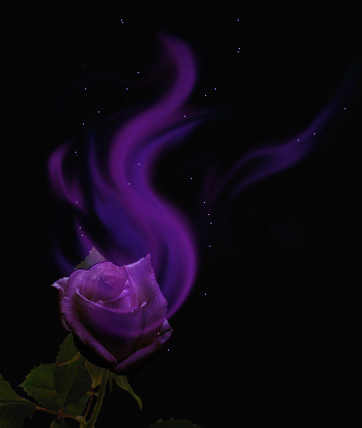 purple rose wallpaper. Rated Aug 31 2010 • 1 review • nature, flowers, digital art, roses, purple 